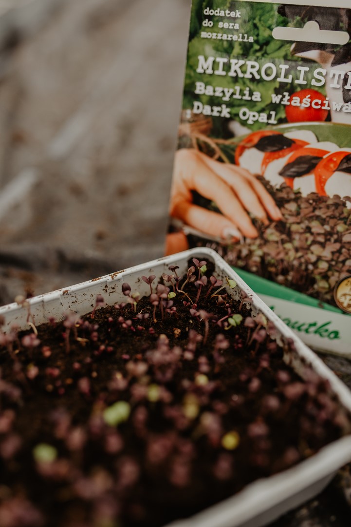 wysiane mikrolistki fioletowej bazylii 